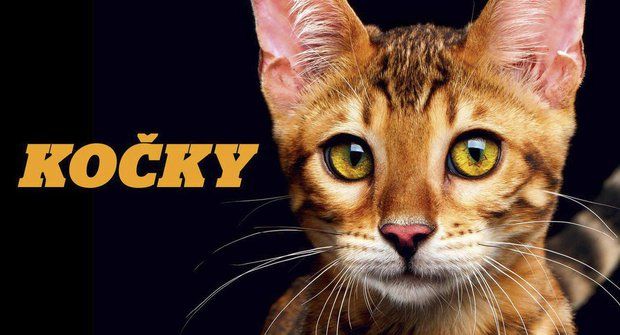 ABC 18/2017: Kočky a tajemství jejich původu