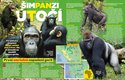 Pro potravu šimpanzi běžně zabíjejí jiná zvířata, ale teprve nedávno zaútočili i na gorily! Víc prozradí časopis ABC č. 18/2021