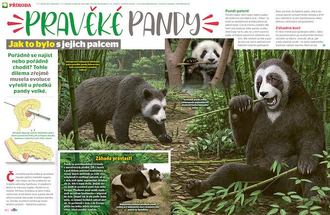 Pravěké pandy a evoluce jejich palců v časopisu ABC