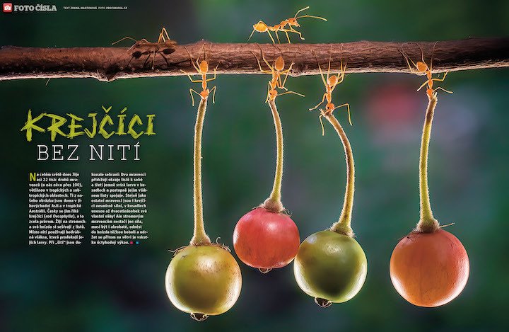 Mravenci krejčíci žijí na stromech a svá hnízda si sešívají z listů. Víc prozradí časopis ABC č. 21/2021