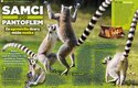 Samice lemurů kata jsou vždy připravené k boji