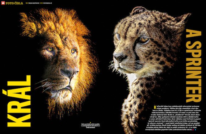 Král zvířat lev a sprinter gepard v ábíčku