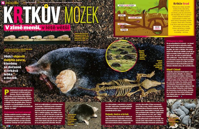 Proč je krtkův mozek v zimě menší a v létě větší? Prozradí ábíčko