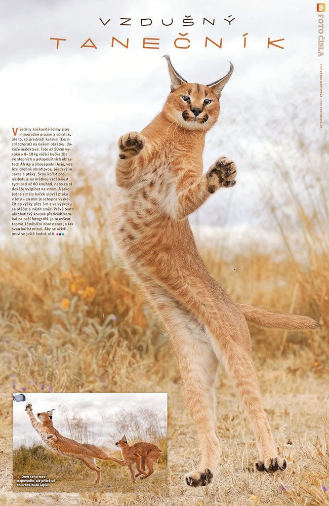 Všechny kočkovité šelmy jsou mimořádně pružné a obratné, ale to, co předvádí karakal (Caracal caracal), dokáže málokterá. Víc prozradí časopis ABC č. 24/2020