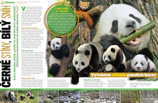 Zebra, kosatka, skunk, panda jsou kontrastně černobíle zbarvení. Proč prozradí časopis ABC