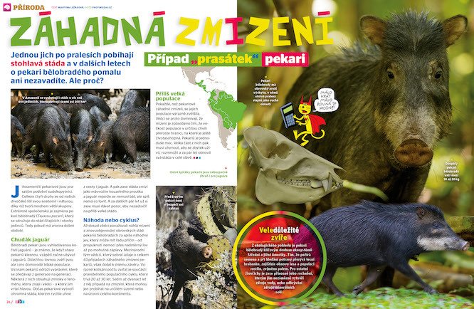 Záhadná zmizení: Případ „prasátek“ pekari odhalujeme v ábíčku