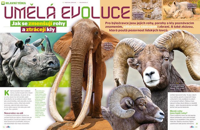 Jak se zvířatům zmenšují rohy a ztrácejí kly a jak vypadá umělá evoluce, prozradí časopis ABC