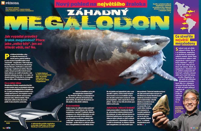 Jak vypadal pravěký žralok megalodon? Přece jako „velký bílý“, jen asi třikrát větší, ne? Ne... Víc prozrazuje časopis ABC