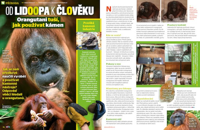 Orangutani tuší, jak používat kámen. Víc prozradí časopis ABC