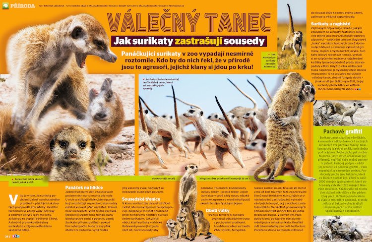 Panáčkující surikaty v zoo vypadají nesmírně roztomile. Kdo by do nich řekl, že v přírodě jsou to agresoři, jejichž klany jsi jdou po krku! Více se dozvíte v ABC č. 5/2020