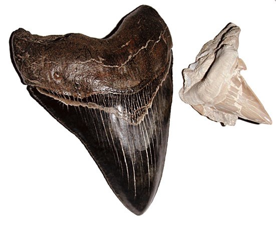 Zub prehistorického žraloka Carcharodon megalodon ve srovnání se zubem žraloka bílého (Carcharodon carcharias)