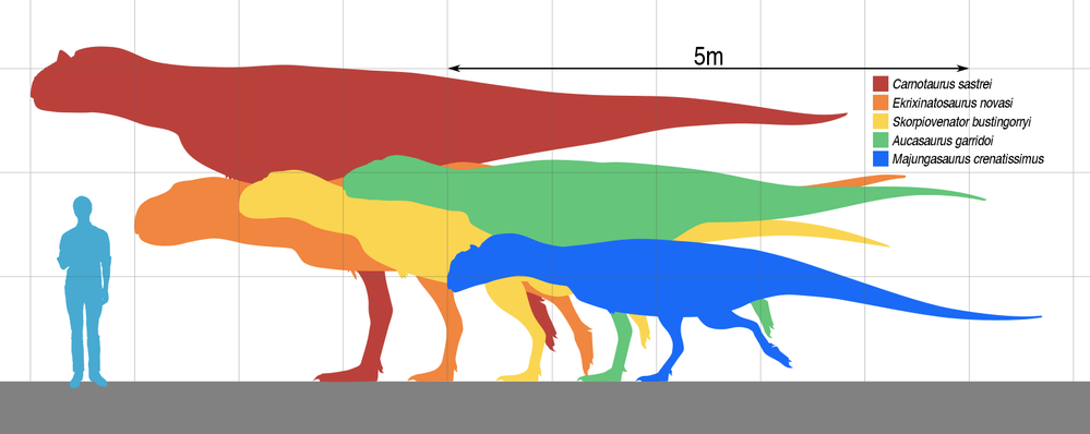 Srovnání velikosti různých abelisauridů. Nově popsaný rod Guemesia chybí, ale pravděpodobně byl jedním z&nbsp;nejmenších 