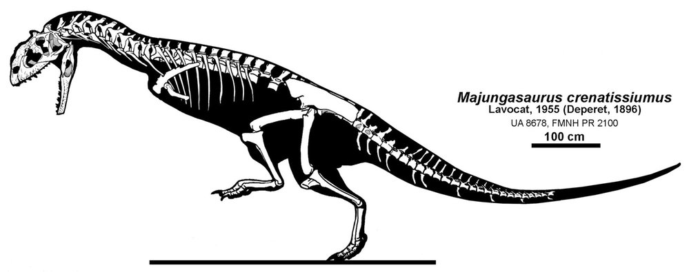 Kostra dalšího abelisaurida rodu Majungasaurus