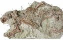 66 milionů let stará ffosilie adalateria se dochovala v trojrozměrném stavu, dole: rekonstrukce kostry