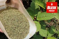 Podcast: Kratom může zabíjet děti. K dostání legálně v centru Prahy, varuje adiktolog