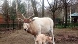Porod vzácné antilopy adaxe v přímém přenosu: V zoo Hodonín mají holčičku