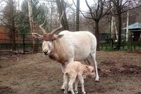 Porod vzácné antilopy adaxe v přímém přenosu: V zoo Hodonín mají holčičku