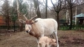 Nově narozené mládě adaxe núbijského s matkou se po třech dnech od porodu ukázalo ve výběhu.