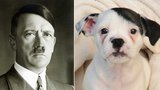 Haf Hitler: Štěně má patku a knírek jako nacistický vůdce!