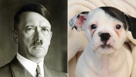 Patch skutečně vypadá jako Adolf Hitler, ale chováním se mu vůbec nepodobá