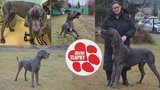 Těžce zkoušený obřík Hero málem umřel hlady. Adopce nevyšla, najde ještě skutečný domov?