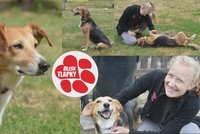 Smutný příběh mazlivé Cherry: V útulku už podruhé, rodina ji nezvládla, fenka se o samotě zraňuje
