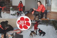 Cassy se stala nástrojem pomsty, skončila vyhozená na ulici. Bázlivá fenka se teď znovu učí věřit lidem