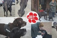 Méďa a Bubí byli podvyživení, plní svrabu a plísně. Úřady je odebraly a hledají domovy na dožití