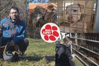 Rázný krok Útulku Jimlín: Seniorům štěně nedáme, dokud nepoznáme i dědice