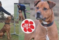 Osm let střežil Diego areál firmy. Když zestárl, stal se nepotřebným, elánu má ale pořád dost