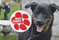 Garpa rodina nezvládla, pak se ho zbavila. Akční pes potřebuje lásku i výcvik