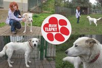 Odjel ze Sarajeva, tady skončil uvázaný, opuštěný. Teď fešák Lord hledá nový domov
