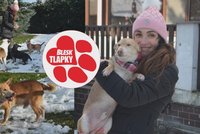 Roztomilý Šotek se stal nechtěným dědictvím. V dočasné péči vyhlíží nový domov