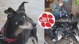 Slepý Kvído (16) přišel o paničku. Příbuzní se ho zbavili, najde ještě domov na dožití?