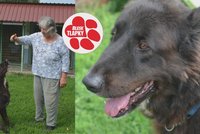 Mia živořila šest let v kotci se zaříznutým obojkem. V útulku poznává lidskou lásku