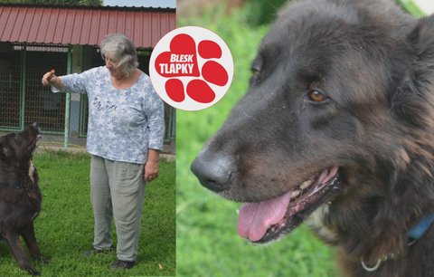 Mia živořila šest let v kotci se zaříznutým obojkem. V útulku poznává lidskou lásku