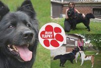 Milujícího Reka pán odložil jako nepotřebnou věc. Najde roztomilý kříženec nový domov?