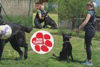 Daisy utíkala, většinu života strávila touláním. V útulku v Dogsy ji připravili na nový život