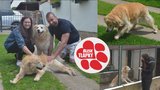 Nová naděje pro Sybera! Pomocnou ruku podají Blesk tlapky. Foxy si užívá domova, jeho parťák trpí