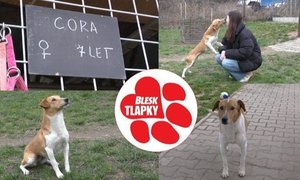 Cora prožila celý život jen na zahradě. Je bázlivá, ale milující. Šanci na domov oplatí láskou