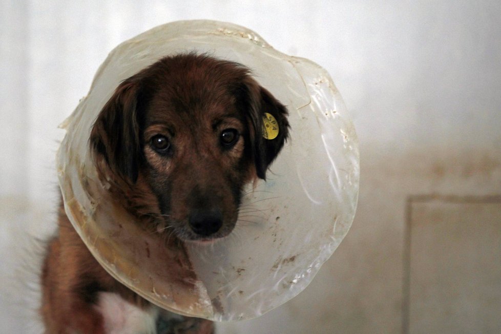 V Rumunsku je nyní legální utrácet zatoulané psi