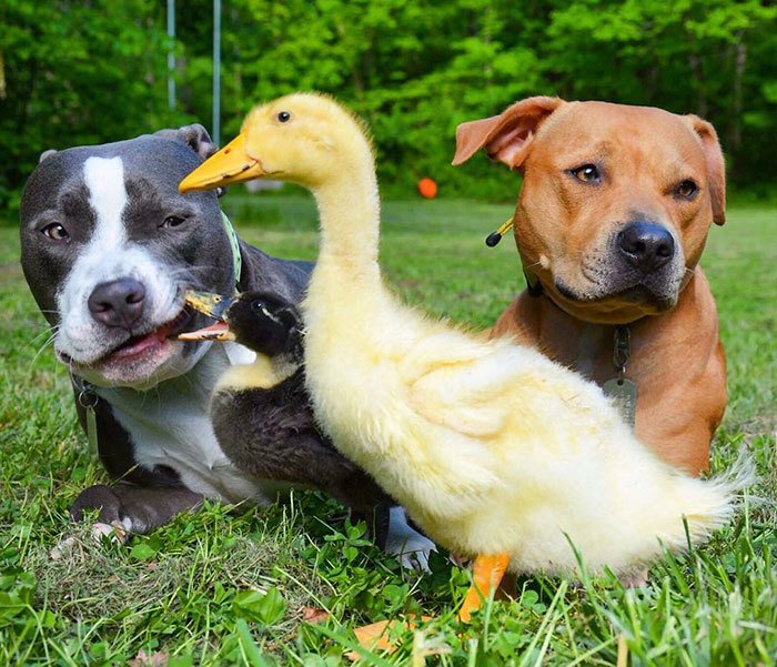 Pár adoptoval hned sedm zvířecích sirotků