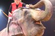 Na akci pořádané Červeným křížem, která se odehrávala v cirkusovém šapitó překvapila Adriana Sklenaříková, která se odvážně objevila na hlavě obrovského slona.
