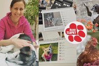 Charitativní kalendáře pomáhají opuštěných zvířatům. Podpořit můžete psy, kočky i slepice
