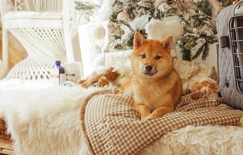 Rozmazlete svého psa adventním kalendářem. Víme, kde seženete ty nejlepší!