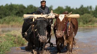 Afghánská ekonomika se po ovládnutí Tálibánem propadá. Zemi hrozí katastrofické následky