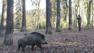 Česko jako jediné na světě dokázalo vymýtit africký mor prasat, potvrdili veterináři    