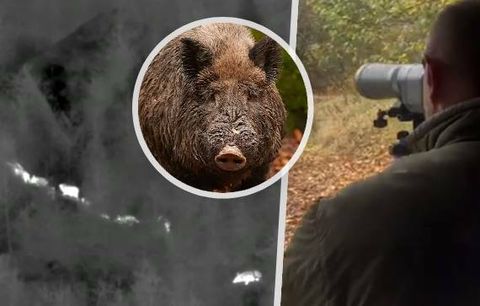 Na Liberecku začal hon na divočáky: Policie nasadila odstřelovače | Blesk.cz