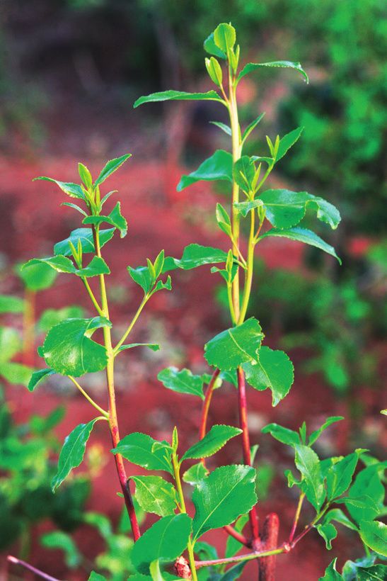 Kata jedlá (Catha edulis) se vzletně nazývá strom ráje a její listy zelené zlato nebo africký salát.