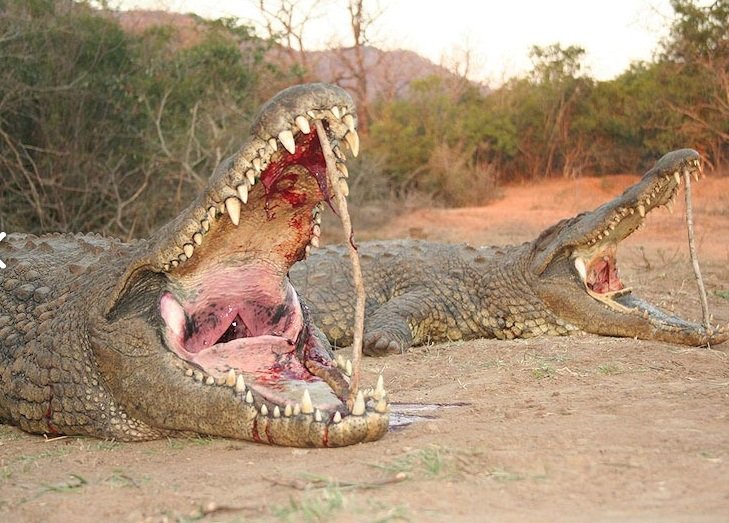 Společnost African Sky Hunting nabízí lovení krokodýlů.